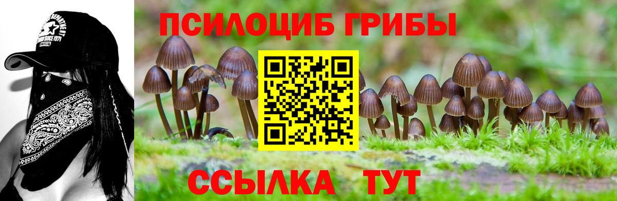 Сунжа  Псилоцибиновые грибы GOLDEN TEACHER  Вход с VPN 